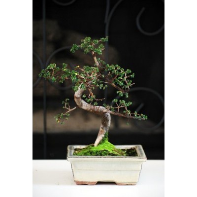 Chinese Elm Bonsai Tree   